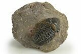 Bargain, Reedops Trilobite - Atchana, Morocco #310644-1